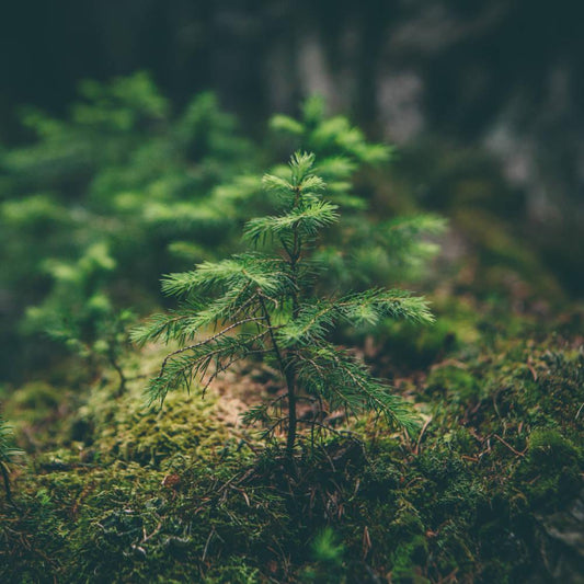 Planting A Tree For Every Product Sold - Lowgravityclimbing - - Low Gravity Co Climbing Chalk